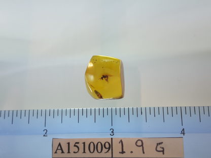 Nectary Bee Size