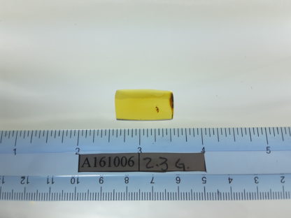 Ant size
