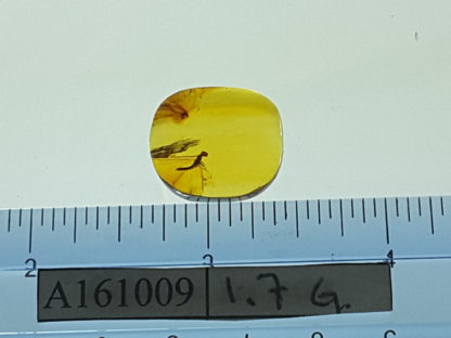 Winged Termite size