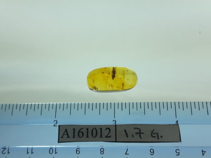 Sap size