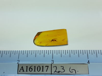 Parasitoid wasp size