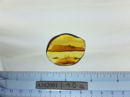 Primitive Butterfly Size